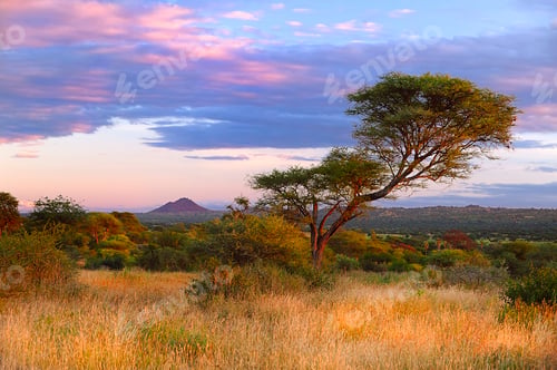 Preview: Idyllic meadow with lush trees and verdant grass in Tanzania, Savanah.