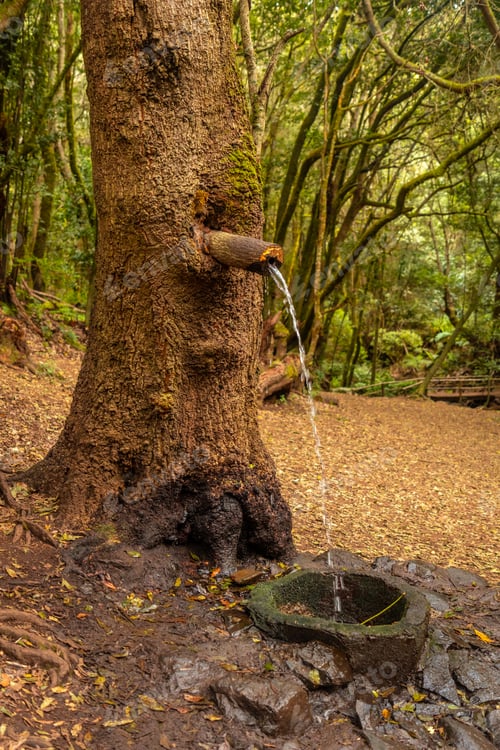 Preview: A water source next to Arroyo del Cedro in the evergreen cloud forest of Garajonay