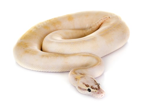 Preview: Ball python in studio
