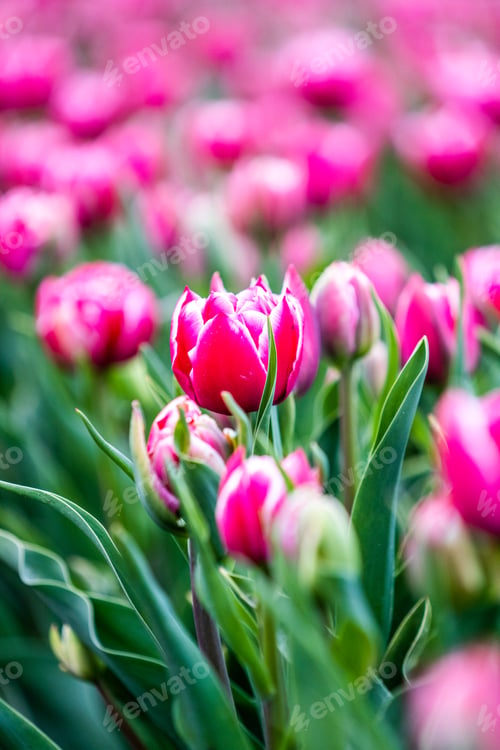 Preview: Colourful tulip fields, captured in The Netherlands during Spring season