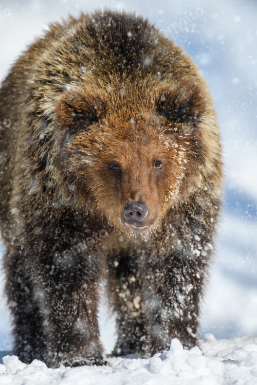 Preview: Close-up brown bear in winter forest. Danger animal in nature habitat. Wildlife scene