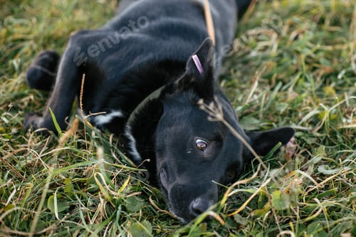 Preview: Cute dog walking with volunteer in grass in green park