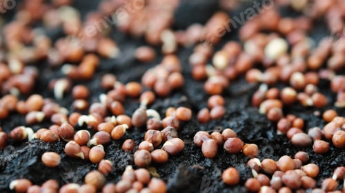 Preview: Close-up of sprouting broccoli seeds. Growing microgreens at home. Selective focus.