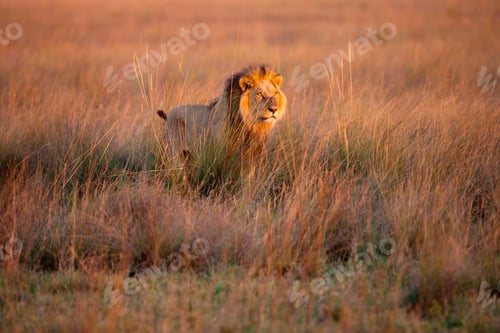 Preview: African lion, Duba Plains, Botswana