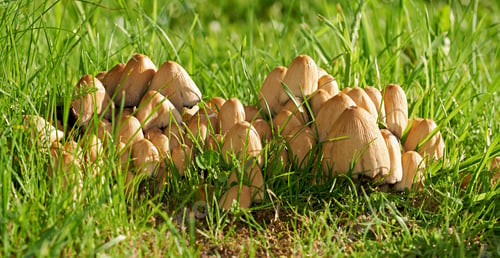 Preview: Beautiful and tasty Common Ink Cap