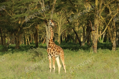 Preview: Majestic giraffe stands alone in a lush green field with a forest in the background