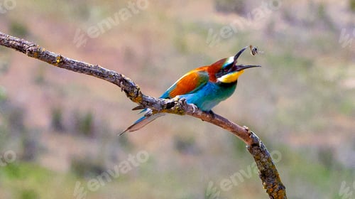 Preview: Bee-eater