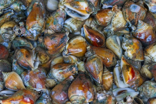 Preview: Fresh cockles for sale at a market