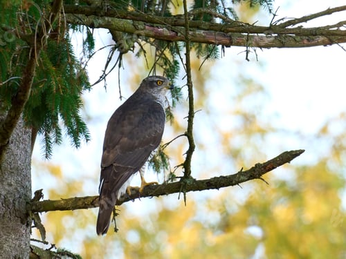 Preview: Northern goshawk (Accipiter gentilis)