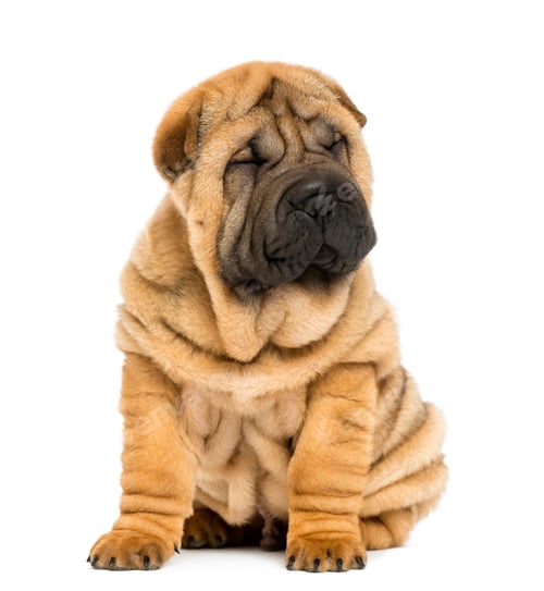 Preview: Front view of a Shar pei puppy sitting with eyes closed (11 weeks old) isolated on white