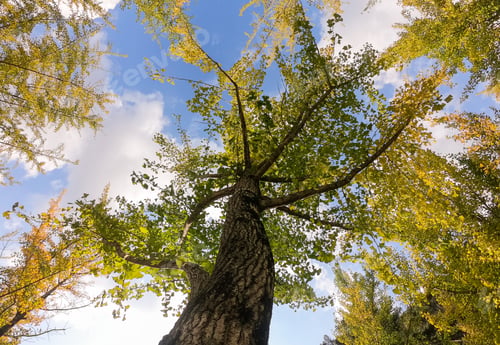 Preview: Yellow Ginkgo Biloba tree with cloud and blue sky in garden