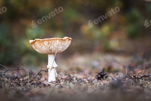 Preview: Closeup shot of a Death cap mushroom in the forest on a blurred background