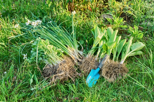 Preview: Spring season, planting division of plant bushes.