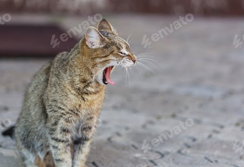 Yawning Feline Friend on Grey Pavement