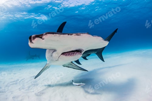 Preview: Great Hammerhead Shark swimming near seabed