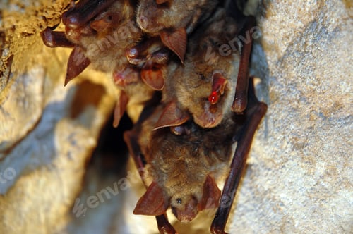 Preview: Colony of hanging bats in a cave. These fllying mammals are using echolocation to navigate