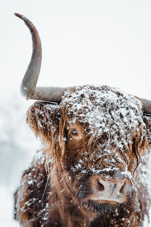 Preview: Scottish Highlander Cow Cattle covered with snow in nature 2022