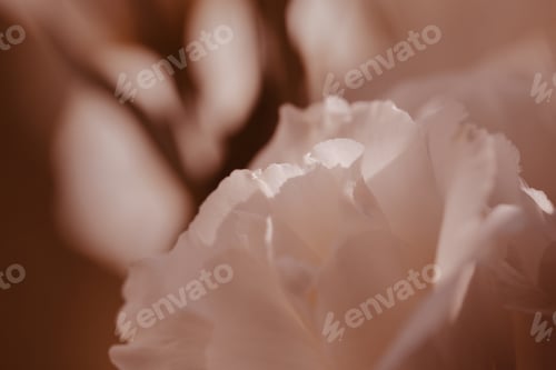Preview: Flowers Close Up Background Image
