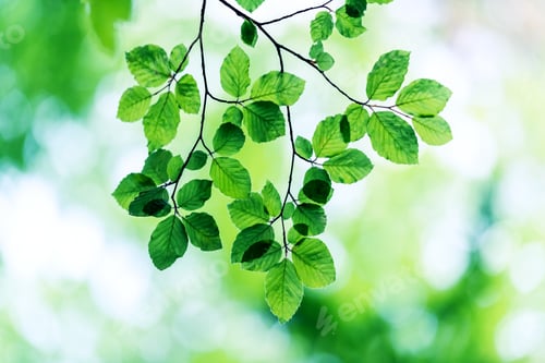 Preview: Closeup nature view of green beech leaf on spring twigs