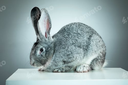 Preview: European Rabbit Or Common Rabbit, 2 Months Old, Oryctolagus Cuniculus Against Gray Background