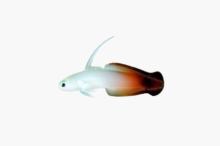 Preview: White fish with blue tail and red stripe