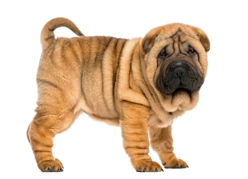 Preview: Side view of Shar pei puppy (11 weeks old) isolated on white