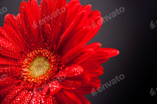 Preview: red gerbera flower