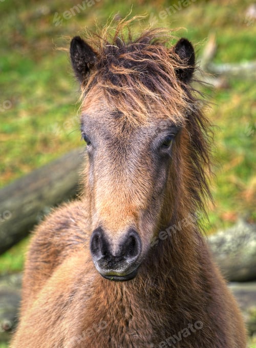 Preview: A small colt of the wild horse native to the Galician mountains