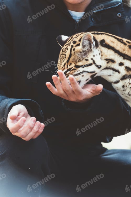Preview: Man feeding leopard in zoo