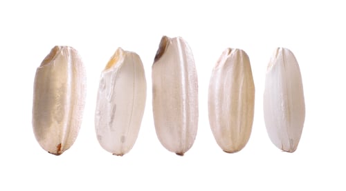 Preview: rice isolate on white background