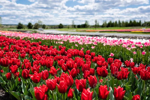 Preview: selective focus of colorful tulips field with blue sky and clouds