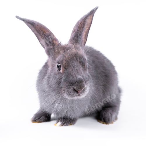 Preview: Cute looking brown rabbit isolated white background