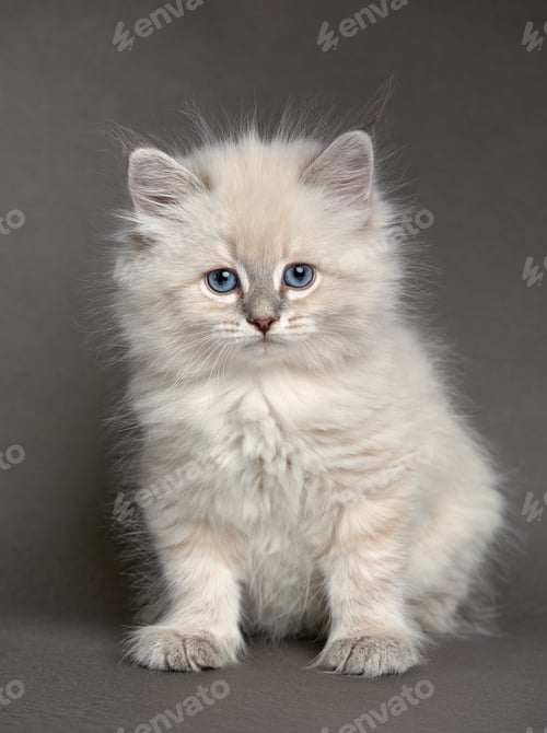 Preview: Fluffy playful white cat on a gray background Looks up and sideways