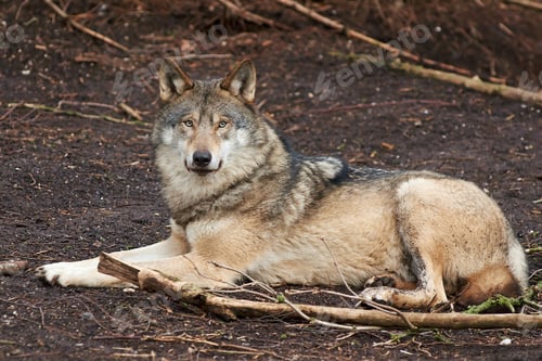 Preview: Resting Wolf in Natural Habitat