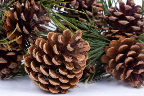 Preview: Brown pine cone isolated on white background