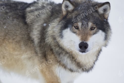 Preview: Wolf look in the Camera