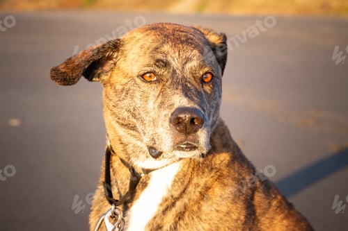 Preview: Plott hound brindle dog on beach