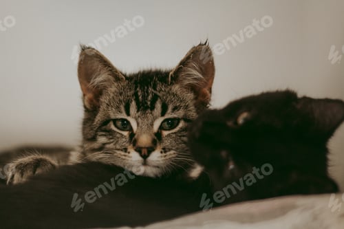 Preview: Two cats relaxing at home on white bed