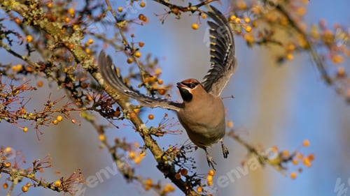 Preview: Bohemian waxwing (Bombycilla garrulus)