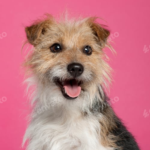 Preview: Parson Russell Terrier