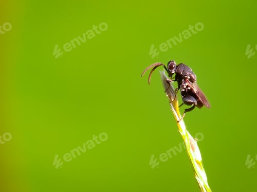 Preview: Brachymeria is a genus of parasitic wasps in the family Chalcididae