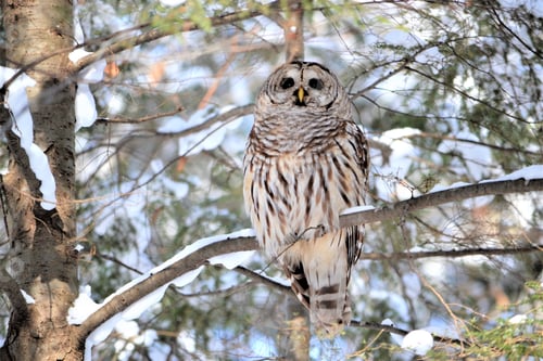 Striking Owl Perched on a Snow Covered Branch