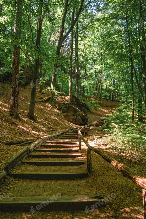 Preview: A path in the woods