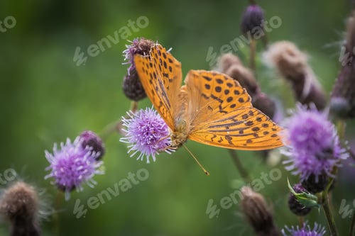 Preview: Closeup shot of an orange spotted comma butterfly on a purple thistle flower