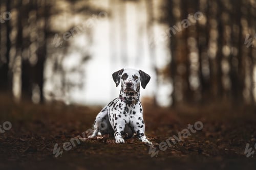 Preview: Selective focus of Dalmatian dog sitting in the forest with trees blurred background