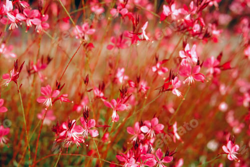 Preview: Oenothera lindheimeri, Lindheimer's beeblossom, white gaura, pink gaura, Lindheimer's clockweed