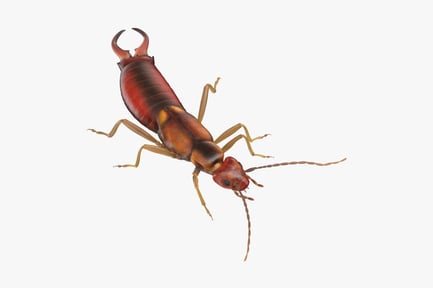 Preview: Detailed European Earwig (Forficula Auricularia)