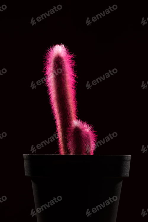 Preview: close-up view of beautiful pink cactuses in pot isolated on black