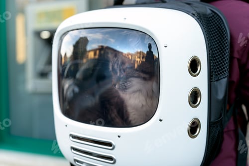 Preview: Traveling with your cat. Cat backpack.