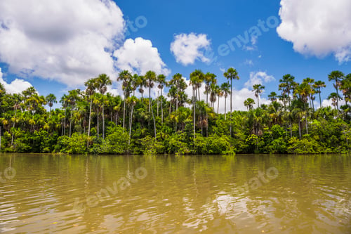 Preview: Sandoval Lake, Tambopata National Reserve, Tambopata Province, Amazon Jungle of Peru, South America
